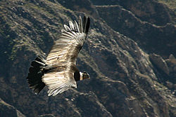 Andinis kondoras (Vultur gryphus)