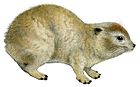 Dendrohyrax dorsalis emini