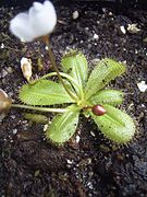 Drosera tubaestylis