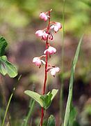 Pyrola asarifolia