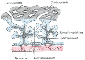 Primaire chorionvilli. Schematisch.