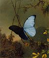 États-Unis (Martin Johnson Heade).