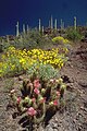 Flora del deserto, in Arizona.