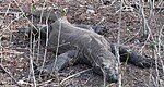 Waran lying on its belly in a dry grass area.