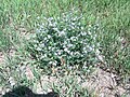 white flowers