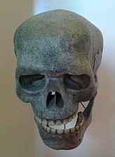 Crânio e mandíbula de Homo sapiens - Cro-Magnon (réplicas).