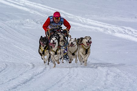 European Sleddog Championship Inzell 2017; Kunert ZBYSZEK