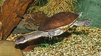 Chelodina mccordi (Chelidae)