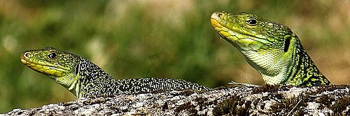 On observe deux Lézards ocellés, un mâle à la tête épaisse et une femelle plus menue sur un rocher, tête levée