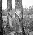 Herty system in use on turpentine trees in northern Florida, circa 1936