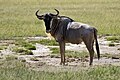 Straife-Gnu