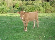 Xato de rubia galega en Moeche.