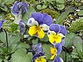 Pansies showing typical facial markings