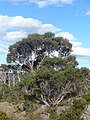 Eucalyptus coccifera