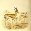 Illustration of G. d. pelzelni