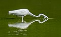 Image 97Great egret stabbing the water in Green-Wood Cemetery