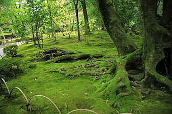Tree roots at Kenrokuen