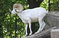 Thinhorn sheep