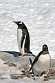 Gentoo Penguins - Port Lockroy