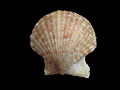 Kleine Pilgermuschel (Aequipecten opercularis)