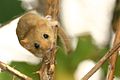 Deutsch: Bilche English: dormice Gliridae (cat.)