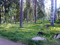 La forêt de Maarukanmetsä.