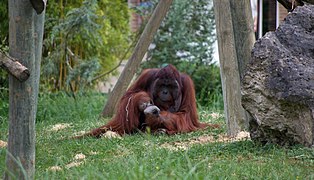 Un orang-outan de Bornéo.