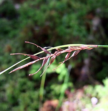 Uncinia-type met haakvormige rachillae bij C. corynoidea K.A.Ford (syn.: Uncinia uncinata)