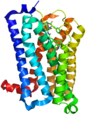 5-HT1B-Rezeptor