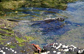 Iguane marin nageant (au premier plan, des crabes Grapsus grapsus).