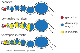 Diagram of ovariole types