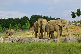 La plaine des éléphants.