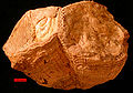 一個雙殼綱中的厚殼蛤類化石，發現於阿拉伯聯合大公國的白堊紀末地層。圖中的量尺長10公釐。