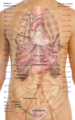 Surface projections of the trunk, including each rib, and the costal margin