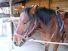 Avant-main d'un poney portant une bride.