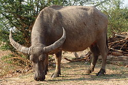 Nyati-maji wa kufugwa katika Uthai (Bubalus bubalis)