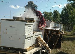 Apiculteur enfumant une ruche.