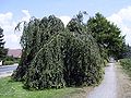 Cultivar Pendula