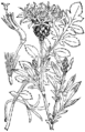 Centaurea scabiosa Poljski glavinec plate 266 in: Martin Cilenšek: Naše škodljive rastline Celovec (1892)