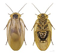 Blaberus giganteus (Blattodea).