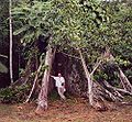 Buttress roots of a Ceiba tree near the bank of the Amazon close to Iquitos, Peru.