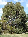 Eucalyptus cordata