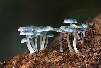 Mycenaceae Mycena interrupta