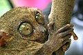 Yeux d'un Tarsier des Philippines (Carlito syrichta)