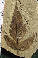 Fosil hibrida Rhus - udakara 49,5 yuta taun, Awal Ypresian, Formasi Gunung Klondike, Washington