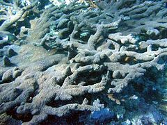 Acropora abrotanoides