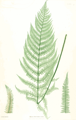 Athyrium filix-femina.