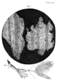 Illustration of cork from Robert Hooke's Micrographia