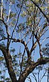 Smaller branches of E. dura are smooth and silvery-grey near the canopy.