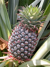 Ananas aan de plant